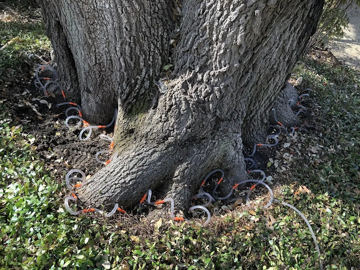 Detailed Tree Cabling and Bracing job site in Thorndike