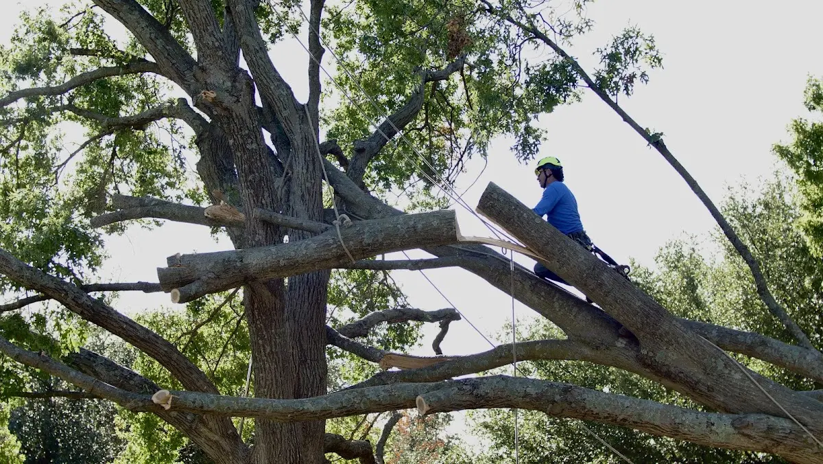 Professional Crown Thinning performed by certified arborists in Thorndike